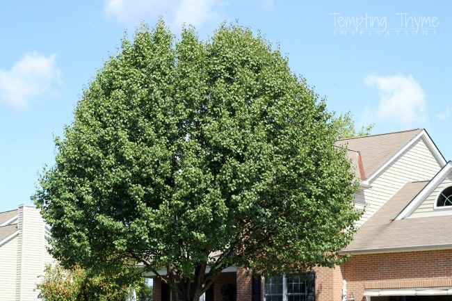 Bradford Pear