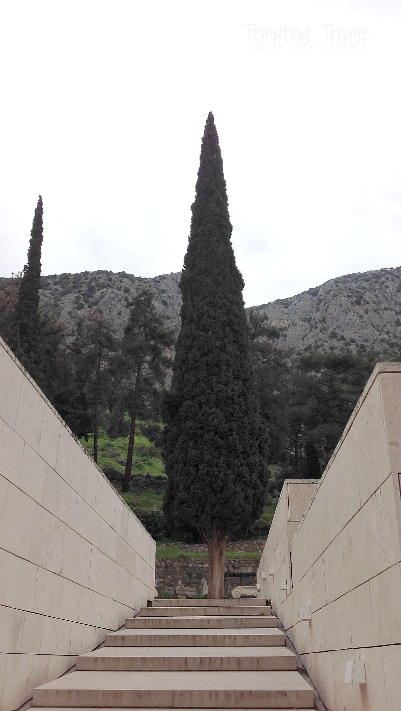 Pine trees in delphi greece