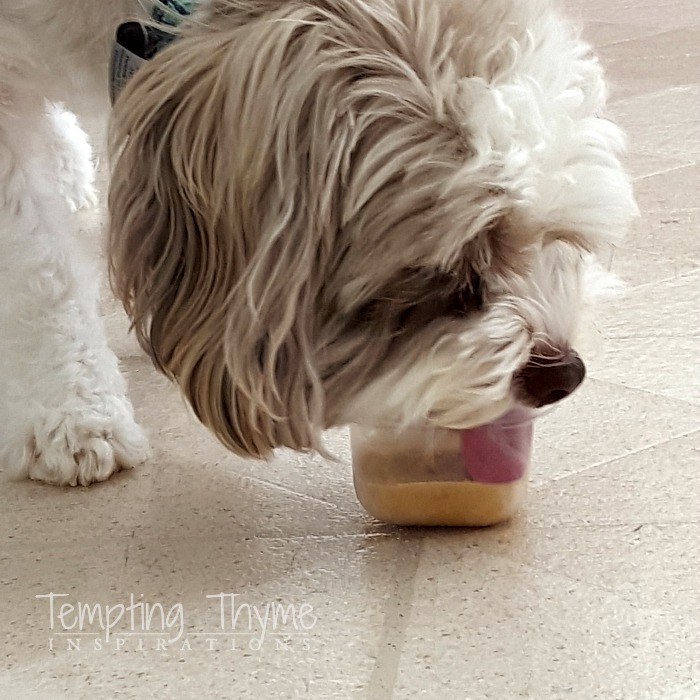 Dog Ice Cream. A Frosty Paws copycat